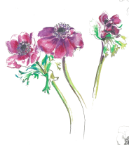 Anenomes (pencil) cropped transparent