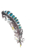 Jay feather (ink) transparent
